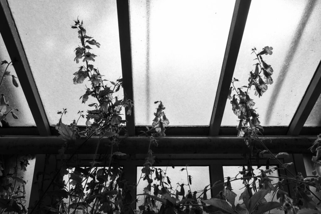 Plantes grimpantes se découpant en ombre sur une verrière blanche