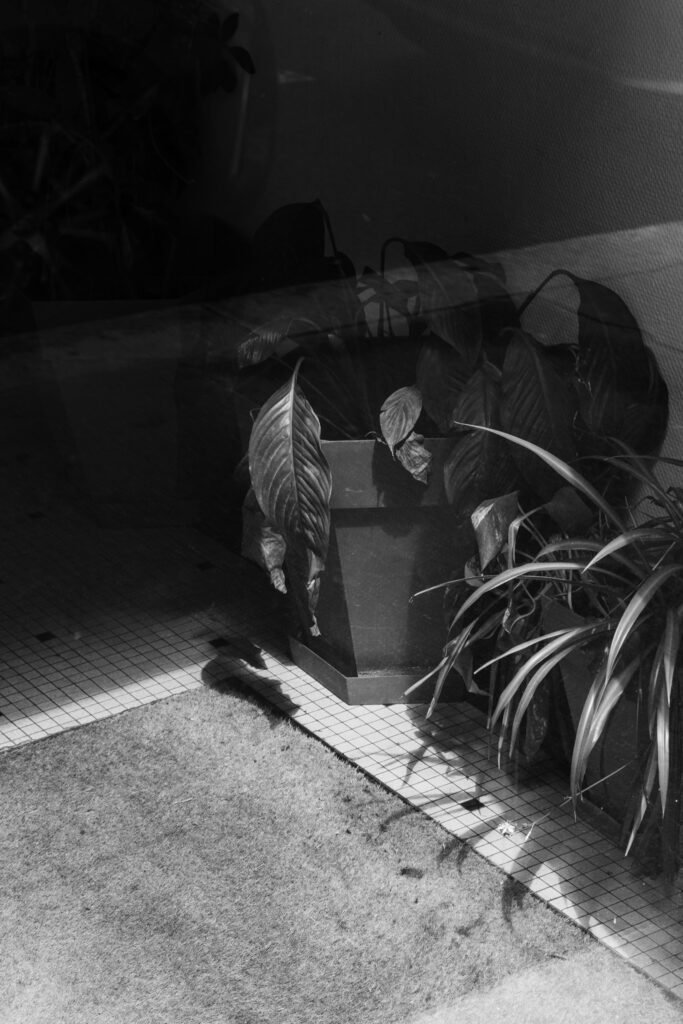 Plantes en pot dans la pénombre d'un hall carrelé